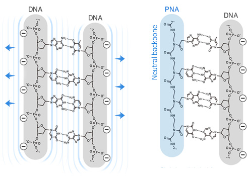 PNA의 강한 결합력을 보여주는 이미지